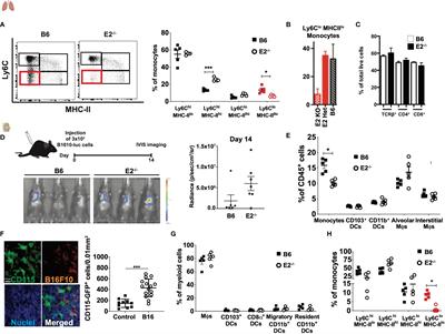 Nonclassical monocytes potentiate anti-tumoral CD8+ T cell responses in the lungs